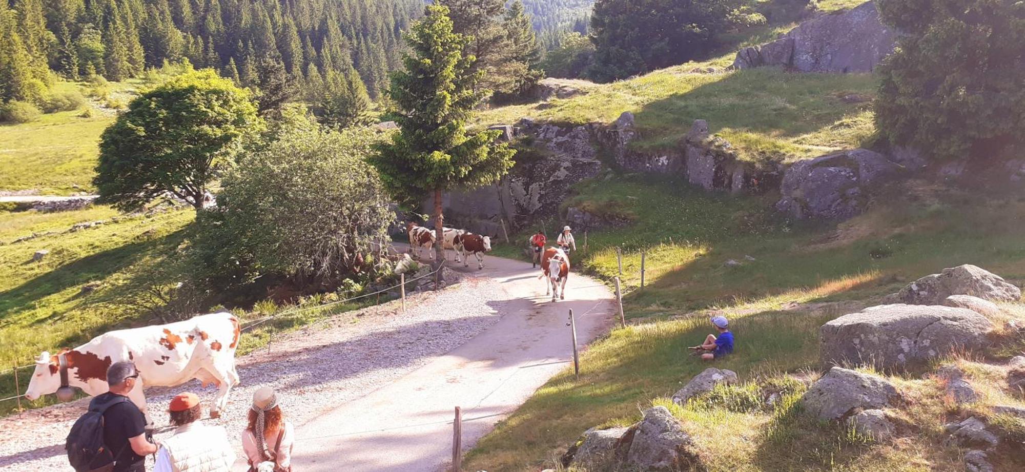Munster Camping De La Fecht Exteriér fotografie